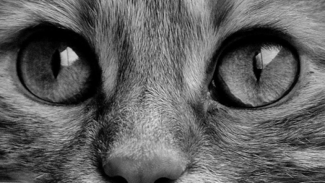 Tout comme l'homme le chat peut aussi exprimer des émotions - Photo Pixabay