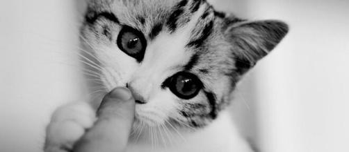 chat quelles sont les raisons qui expliquent qu'il vous lèche ? - Photo pixabay
