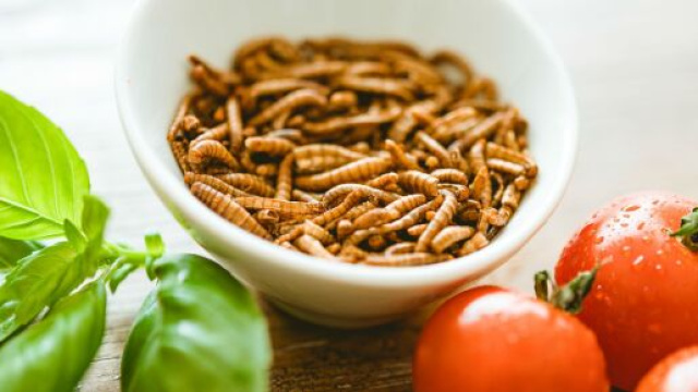 Hamburger de vers ou pâtes aux grillons, les repas bio et locaux