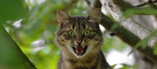 Le pelage de votre chat infuencerait sa personnalité - Photo Pixabay