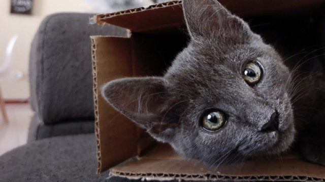 Chat : s'il passe son temps dans les boites en carton ce n'est pas pour vous embêter - Photo pixabay