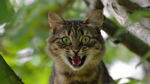Le pelage de votre chat infuencerait sa personnalité - Photo Pixabay