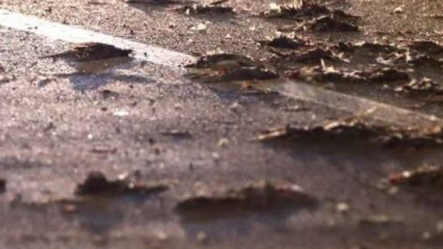 Centinaia di storni morti a causa dei botti di Capodanno nella Roma Capitale, sparsi per le strade.