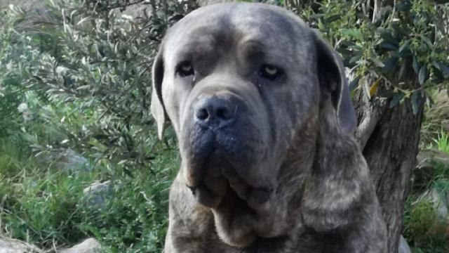 Palermo, cane corso ucciso dai botti di Capodanno, forse infarto.
