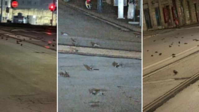 Roma, strage di uccelli la notte di Capodanno.