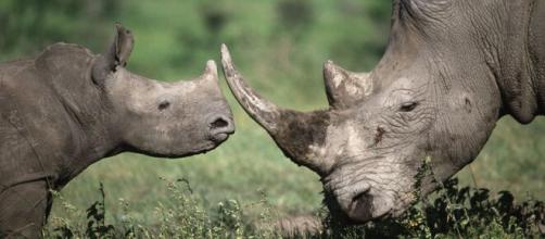 Una specie in pericolo: il rinoceronte in Sudafrica.