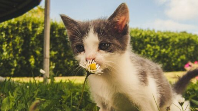 Trois chats sauvés de justesse - ©Pexel