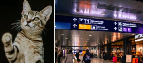 Un chat reste bloqué dans un aéroport pendant des jours - Photo montage Pexel