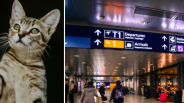 Un chat reste bloqué dans un aéroport pendant des jours - Photo montage Pexel