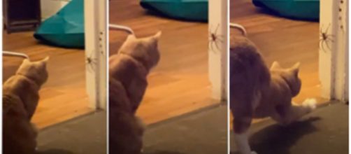 Le combat d'un chat et une araignée aurait pu tourner au drame - © capture d'écran vidéo Youtube