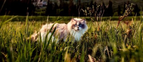 Un chat déclaré décédé revient un an après sa disparition - Photo Pexel