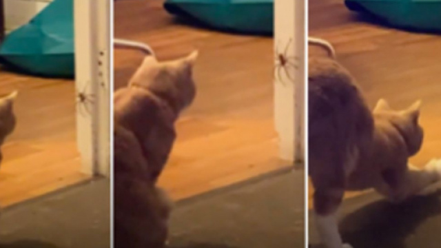 Le combat d'un chat et une araignée aurait pu tourner au drame - © capture d'écran vidéo Youtube