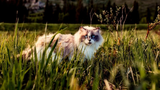 Un chat déclaré décédé revient un an après sa disparition - Photo Pexel