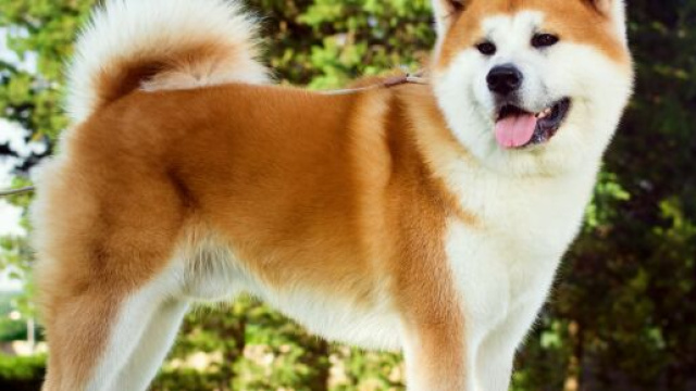 Hachiko, film del 2009 con Richard Gere.