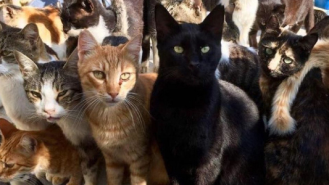La situation pour les chats devient dramatique à Chypre - ©capture d'écran Facebook Tala cats