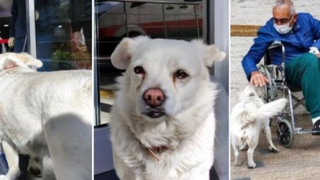 Les images de ce chien qui a attendu son maître hospitalisé ont ému la toile - ©Twitter