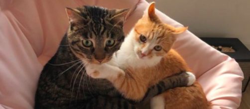 Ces deux chats font le buzz sur les réseaux sociaux - © capture Marleymalin Instagram