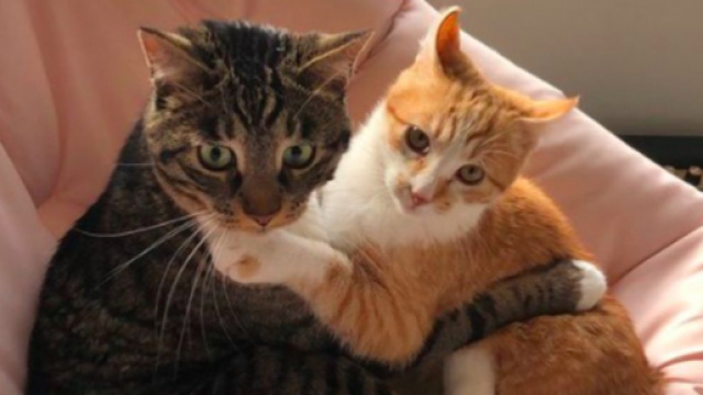 Ces deux chats font le buzz sur les réseaux sociaux - © capture Marleymalin Instagram