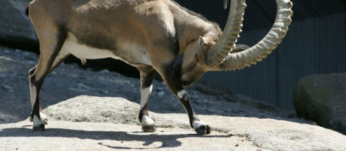 Oroscopo di febbraio, Capricorno: amore stabile, affari eccellenti.