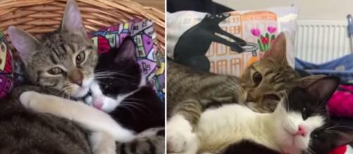 L'amitié de deux chats fait le buzz sur les réseaux sociaux - ©capture d'écran vidéo YouTube