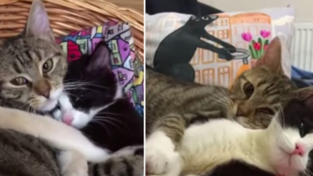 L'amitié de deux chats fait le buzz sur les réseaux sociaux - ©capture d'écran vidéo YouTube