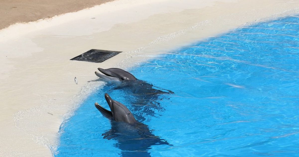 Delphinarium : Il n’y aura plus de dauphins au Parc Astérix