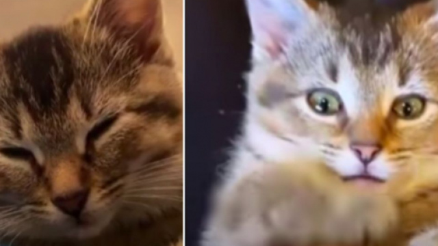Ces deux chats se battent pour survivre - ©captures d'écran vidéo YouTube