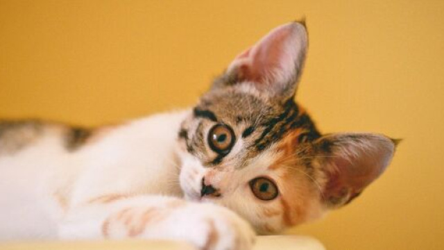 Covid-19 : Des scientifiques pensent que la vaccination des animaux puisse être nécessaire. ©Pexels