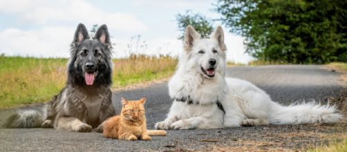 Un chat devient ami avec des chiens après avoir été sauvé par un couple - photo https://www.reddit.com/user/Doudouisawesome/posts/