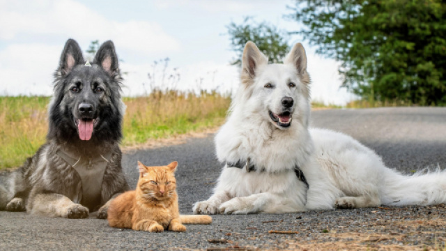 Un chat devient ami avec des chiens après avoir été sauvé par un couple - photo https://www.reddit.com/user/Doudouisawesome/posts/
