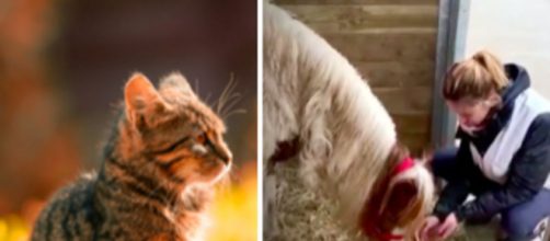 Un chat, un chien et un poney ont été sauvés de justesse - © pexel et capture d'écran Vidéo
