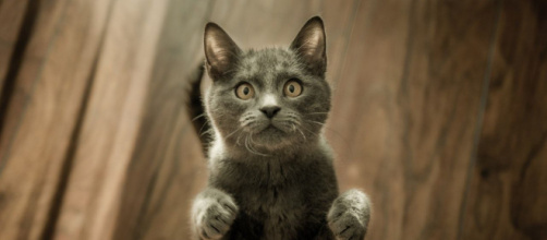 Vers une sanction très élevé si votre chat n'est pas identifié - © pexel