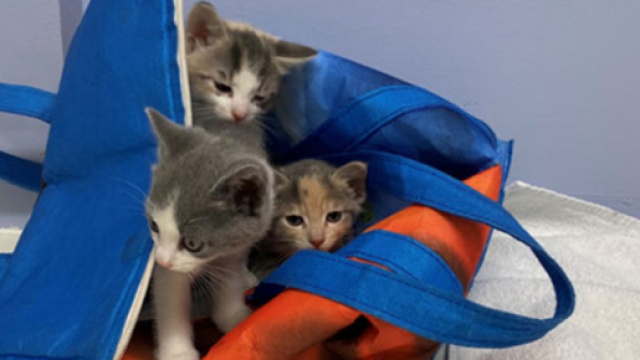 des chatons ont été sauvés de justesse - © post facebook page BC SPCA (BCSPCA)