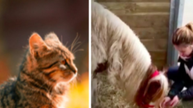 Un chat, un chien et un poney ont été sauvés de justesse - © pexel et capture d'écran Vidéo