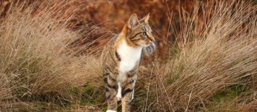 Les disparitions de nombreux chats inquiètent les habitants de Toulouse et sa région - Photo Pexels