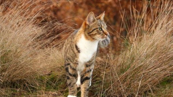 Les disparitions de nombreux chats inquiètent les habitants de Toulouse et sa région - Photo Pexels
