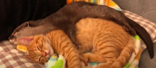 Un chat et une loutre sont vraiment inséparables - © capture d'écran vidéo Youtube