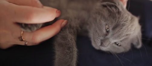 Votre chat dort sur vos genoux. © vidéo YouTube Planète animale