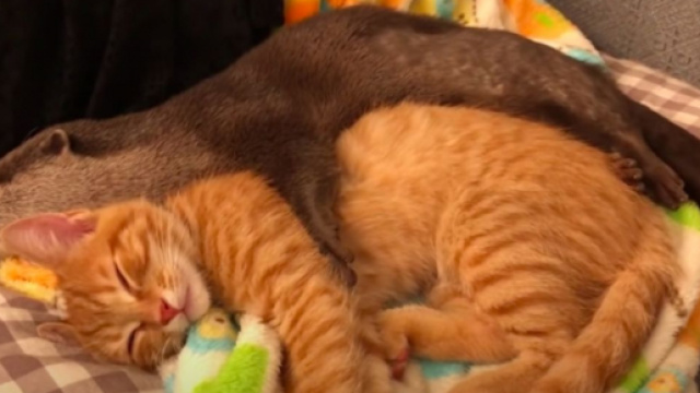 Un chat et une loutre sont vraiment inséparables - © capture d'écran vidéo Youtube