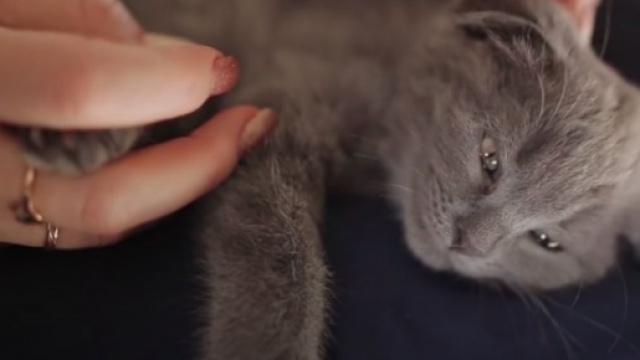 Votre chat dort sur vos genoux. © vidéo YouTube Planète animale