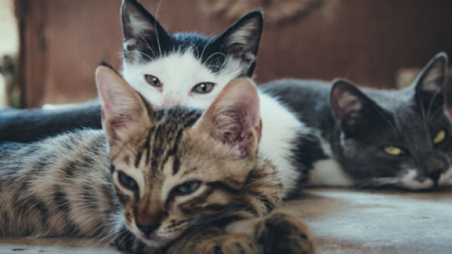 Des dizaines de chats se sont retrouvés seuls - Photo Pexel