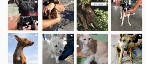 Las redes sociales se pueblan de imágenes de mascotas perdidas en La Palma (Instagram benawara_2018)