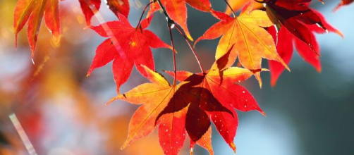 Previsioni oroscopo del mese di novembre per la seconda sestina dello zodiaco.