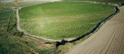 Las plantas incautadas por la Guardia Civil forman parte del cultivo más grande de cannabis en toda Europa (Guardia Civil)