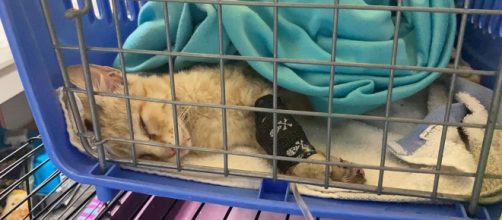 El gato rescatado por el militar de la UME ya se encuentra sano y salvo en recuperación (UPA La Palma)