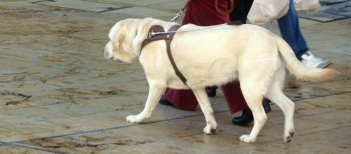 Las mascotas tendrían su propio DNI en los comienzos del próximo año (Flickr)