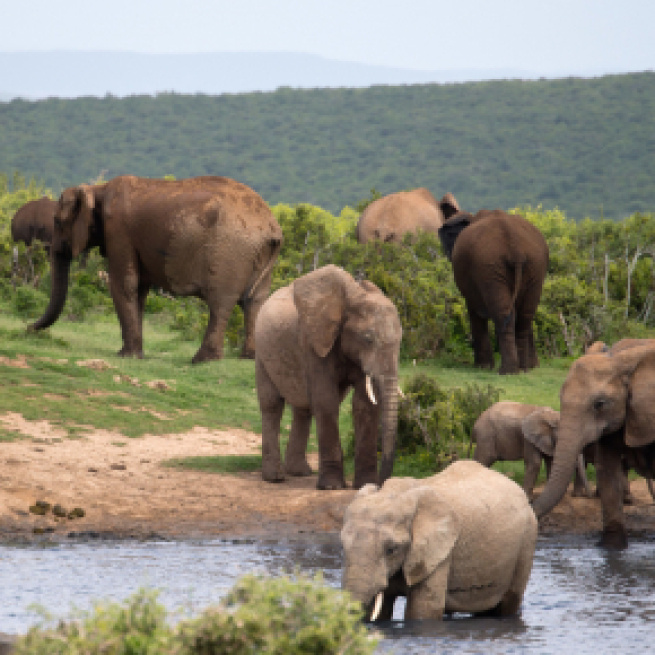 Ataques implacáveis de elefantes na África matam crocodilo e suposto caçador (humano) ilegal. (Arquivo Blasting News)