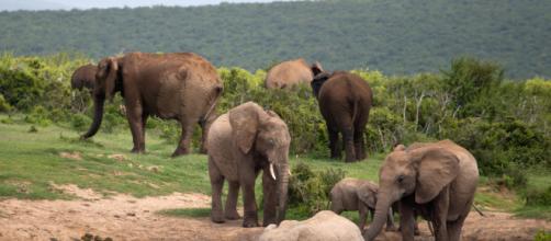 Ataques implacáveis de elefantes na África matam crocodilo e suposto caçador (humano) ilegal. (Arquivo Blasting News)