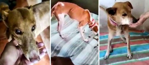 Imágenes de los perros podencos rescatados del vídeo anónimo que confirman que los animales están bien.