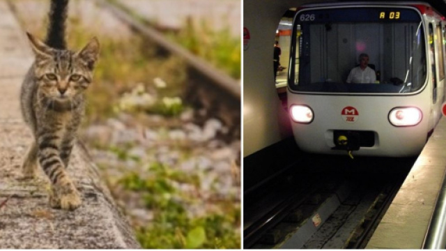 Un chat s'installe tranquillement sur les rails du métro de Lyon et refuse d'être dérangé - Source : montage, Pixabay